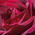 Roșu - Trandafir teahibrid - Meicesar